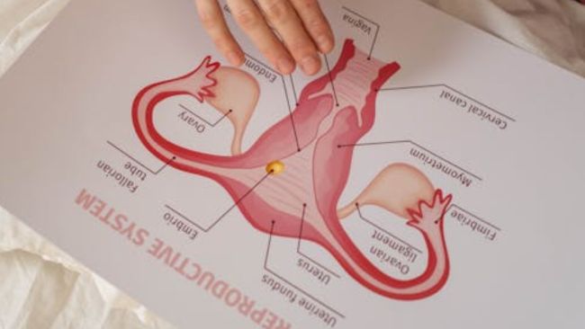 Cervical Cancer Screening